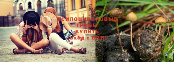 дмт Богданович