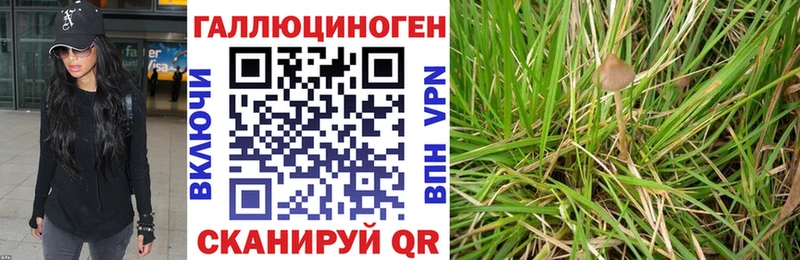 где купить   Томмот  Псилоцибиновые грибы MAGIC MUSHROOMS 